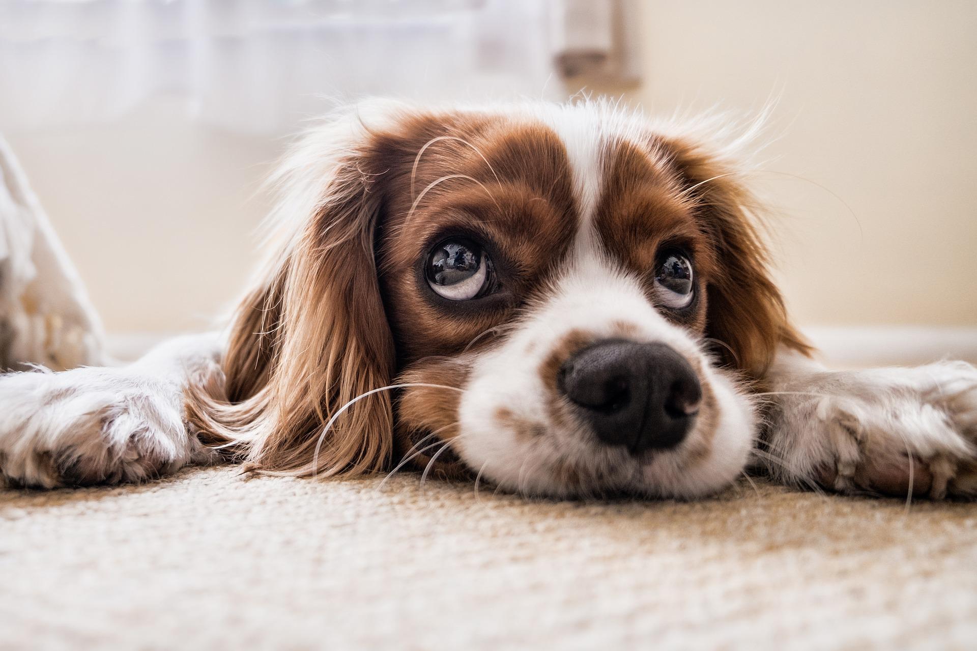 image of a dog laying on carpet