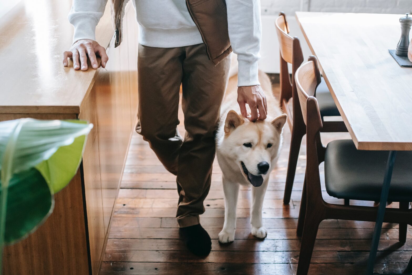 image of a man stroking a dog